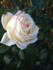 Моята градина от плодове, зеленчуци и цветя